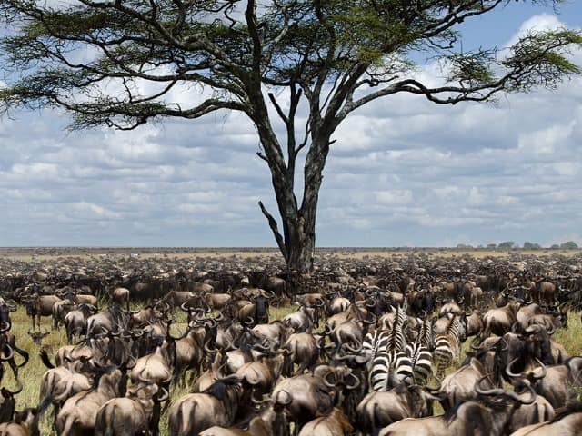 Manada de gnus